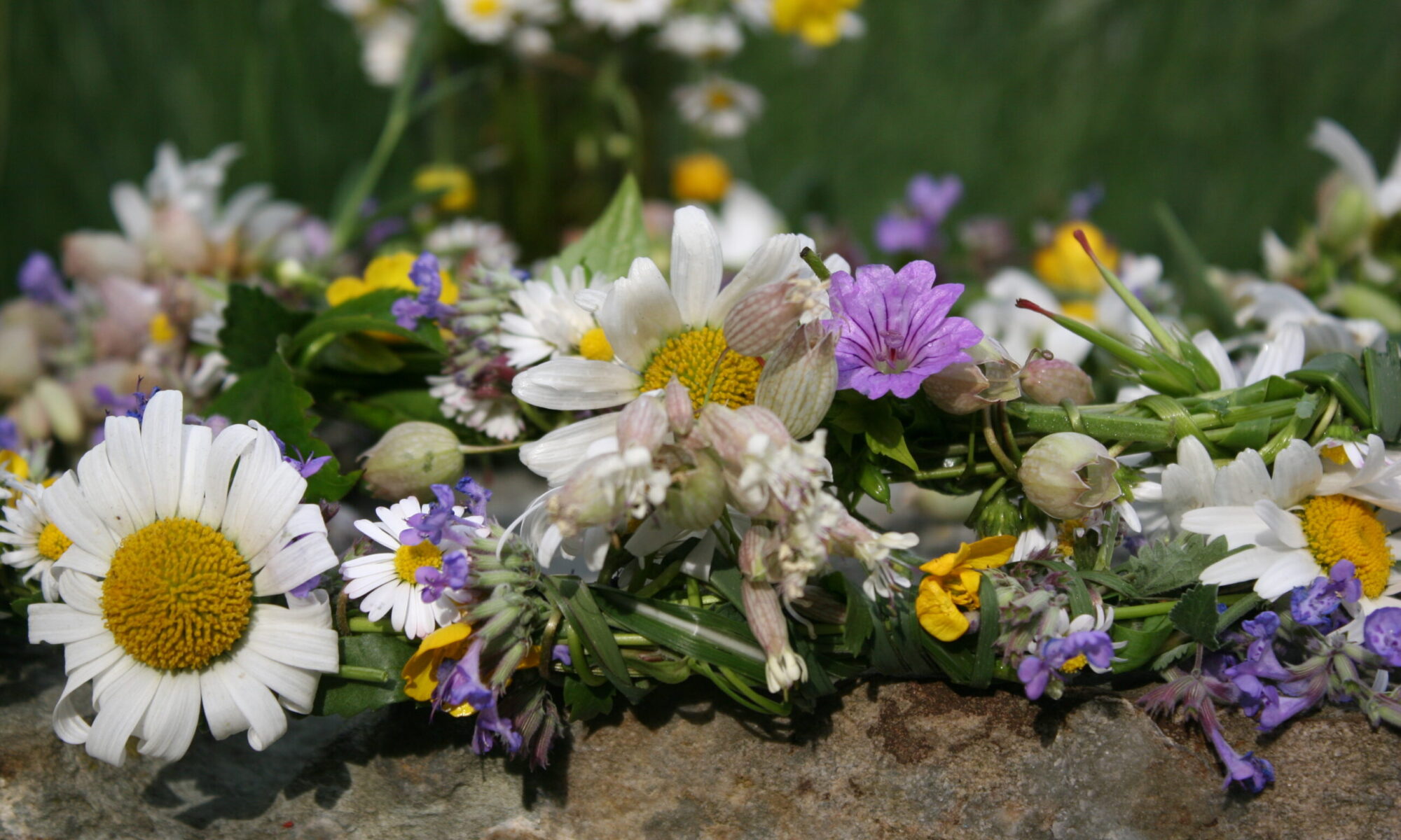 Sommerblumen